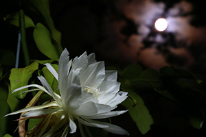 月夜の月下美人