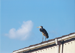 春を待ってる…