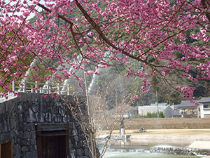 07赤梅桃桜青噴水