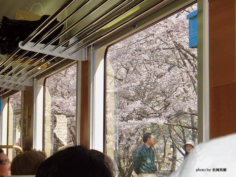 車窓に見える満開の桜