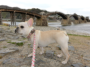 錦帯橋と愛犬