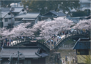 満開錦帯橋