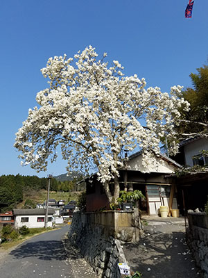 青空と50歳の白木蓮