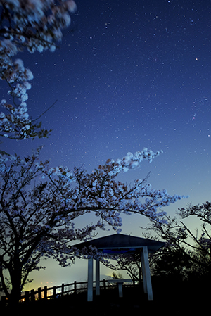 夜桜銭壺山