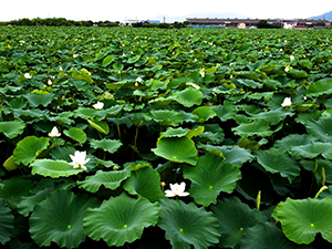 一面に咲きほこるハスの花