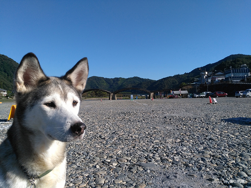 錦帯橋とココ