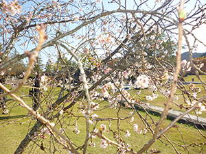 立冬に桜満開 