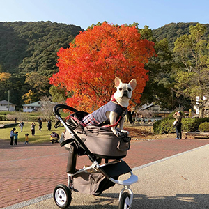 紅葉と愛犬