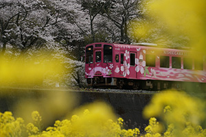 さくら菜の花清流線