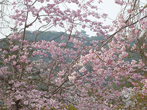 枝垂れ桜に岩国城
