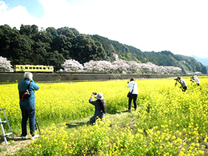 清流線とさくらと菜の花