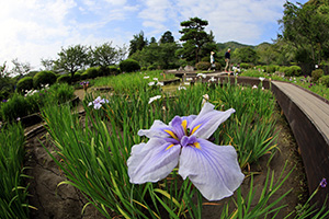 菖蒲園にて