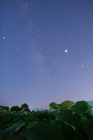 梅雨入り前の蓮田