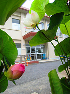 愛宕供用会館とハスの花