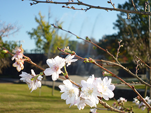 十月桜に噴水