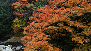 晩秋の木谷峡