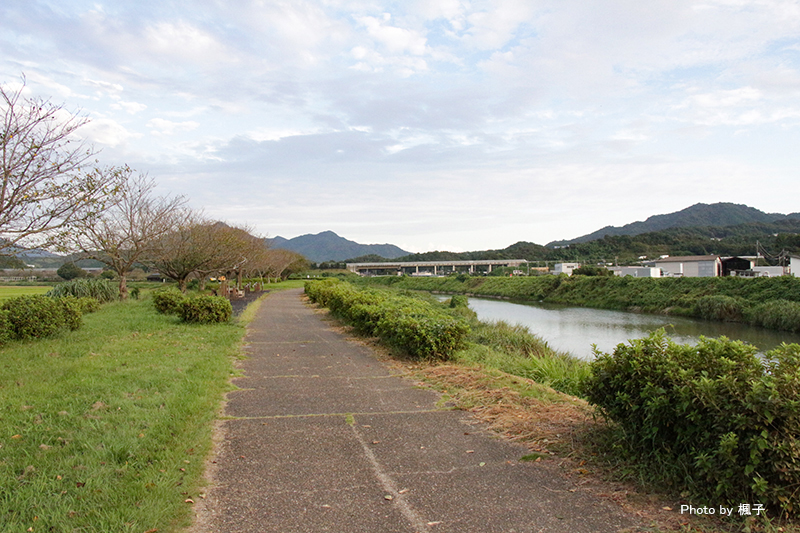 桜づつみ公園4