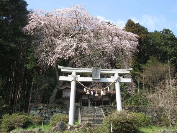 荒玉社のしだれ桜