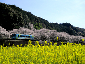 清流線と春爛漫