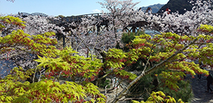 桜紅葉春爛漫