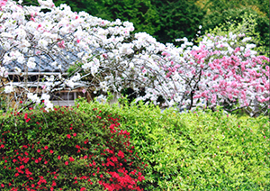 花にとってはいつもの春
