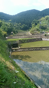 初夏の里山