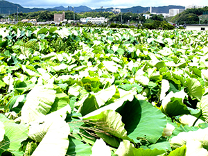 南風とハス田