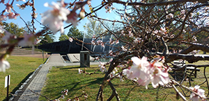 冬桜に噴水