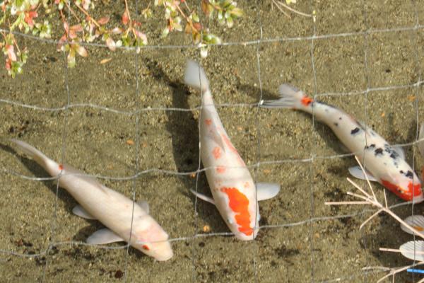 錦鯉写真
