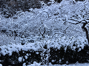 窓を開けたら雪景色