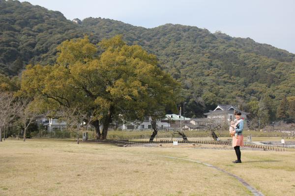 大きな木と日高さんの写真