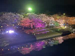 夜桜のハーモニー