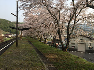 駅舎から見た桜