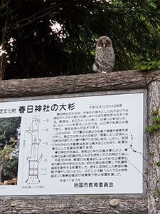 森の神