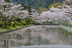 風のままに花筏