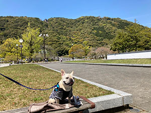 新緑の季節