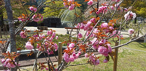 満開の普賢象桜に噴水