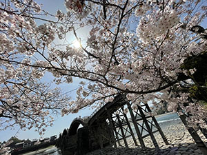 やっぱり錦帯橋！