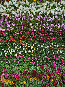 お花の壁