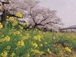 桜と菜の花の春色パシャリ