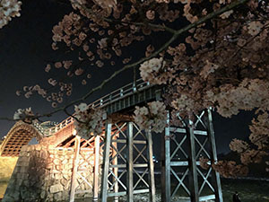 五橋の桜