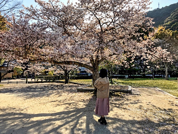 桜の時期の吉香公園