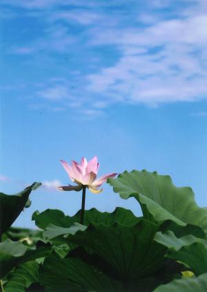蓮田の夏空