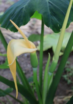 珍しい里芋の花が咲きました