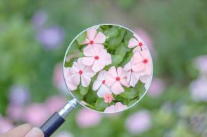 綺麗なお花発見