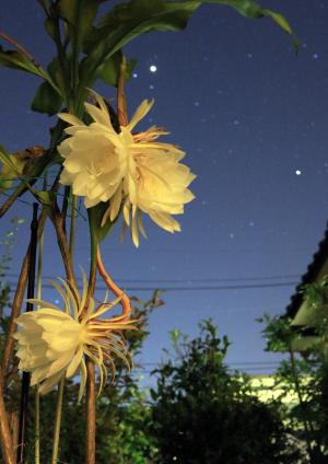 木星、土星を見る月下美人