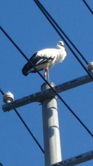 コウノトリ「にしき」ちゃん