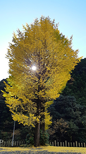 木漏れ日の夫婦イチョウ