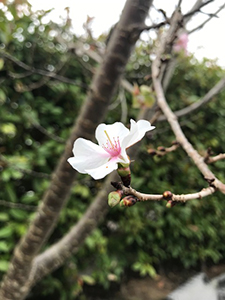 冬桜一輪に春想う