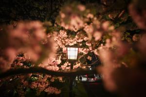 夜桜×街灯